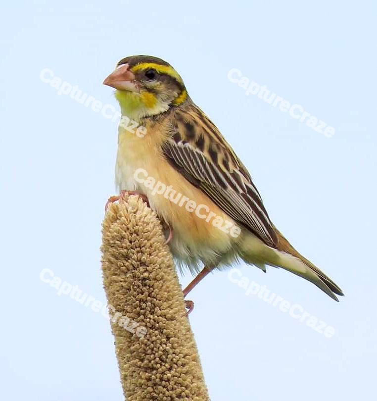 Black-breasted weaver